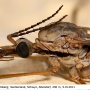 Tipula (Savtshenkia) rufina rufina: body part(s) - head and thorax