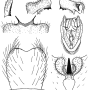 Tipula (Savtshenkia) rufina rufina: hypopygium