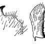 Tipula (Savtshenkia) rufina rufina: hypopygium