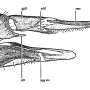 Tipula (Savtshenkia) rufina rufina: ovipositor