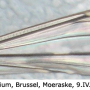 Tipula (Savtshenkia) rufina rufina: wing