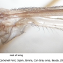 Tipula (Savtshenkia) rufina rufina: wing
