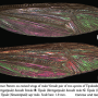 Tipula (Yamatotipula) sayi : wing