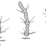 Tipula (Vestiplex) scripta : body part(s) - antenna