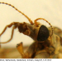Tipula (Vestiplex) scripta : body part(s) - head and antenna
