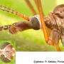Tipula (Vestiplex) scripta : body part(s) - head and thorax