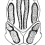 Tipula (Vestiplex) scripta : body part(s) - thorax
