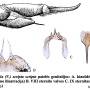 Tipula (Vestiplex) scripta : ovipositor