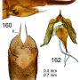 Tipula (Vestiplex) scripta : ovipositor