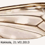 Tipula (Vestiplex) scripta : wing