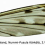 Tipula (Vestiplex) scripta : wing