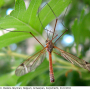 Tipula (Pterelachisus) submarmorata : habitus - male