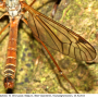 Tipula (Pterelachisus) submarmorata : habitus - male