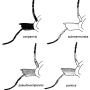 Tipula (Pterelachisus) submarmorata : body part(s) - head