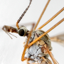 Tipula (Pterelachisus) submarmorata : body part(s) - head and thorax