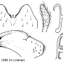 Tipula (Pterelachisus) submarmorata : hypopygium