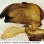 Tipula (Pterelachisus) submarmorata : hypopygium