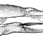 Tipula (Pterelachisus) submarmorata : ovipositor