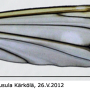Tipula (Pterelachisus) submarmorata : wing