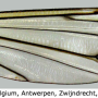 Tipula (Pterelachisus) submarmorata : wing