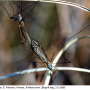 Tipula (Savtshenkia) subnodicornis : habitus - copula