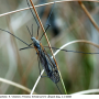 Tipula (Savtshenkia) subnodicornis : habitus - male