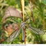 Tipula (Savtshenkia) subnodicornis : habitus - male