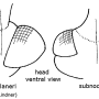 Tipula (Savtshenkia) subnodicornis : body part(s) - head