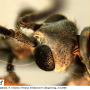 Tipula (Savtshenkia) subnodicornis : body part(s) - head