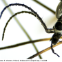 Tipula (Savtshenkia) subnodicornis : body part(s) - head and antenna