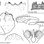 Tipula (Savtshenkia) subnodicornis : hypopygium