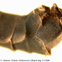 Tipula (Savtshenkia) subnodicornis : hypopygium