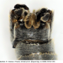 Tipula (Savtshenkia) subnodicornis : hypopygium