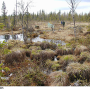 Tipula (Savtshenkia) subnodicornis : habitat