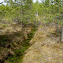 Tipula (Savtshenkia) subnodicornis : habitat