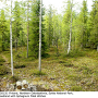 Tipula (Savtshenkia) subnodicornis : habitat
