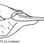 Tipula (Savtshenkia) subnodicornis : ovipositor