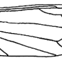 Tipula (Savtshenkia) subnodicornis : wing