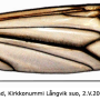 Tipula (Savtshenkia) subnodicornis : wing
