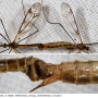 Tipula (Pterelachisus) trifascingulata : habitus - copula