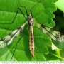 Tipula (Pterelachisus) trifascingulata : habitus - female