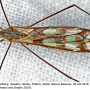 Tipula (Pterelachisus) trifascingulata : habitus - female