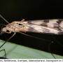Tipula (Pterelachisus) trifascingulata : habitus - female
