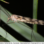 Tipula (Pterelachisus) trifascingulata : habitus - female