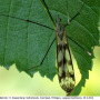 Tipula (Pterelachisus) trifascingulata : habitus - female