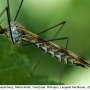 Tipula (Pterelachisus) trifascingulata : habitus - female