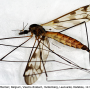 Tipula (Pterelachisus) trifascingulata : habitus - female