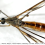 Tipula (Pterelachisus) trifascingulata : habitus - female