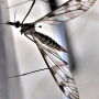 Tipula (Pterelachisus) trifascingulata : habitus - female