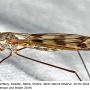 Tipula (Pterelachisus) trifascingulata : habitus - female